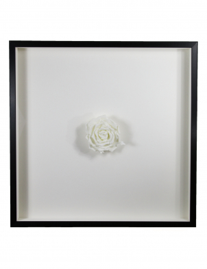 White Flower 01